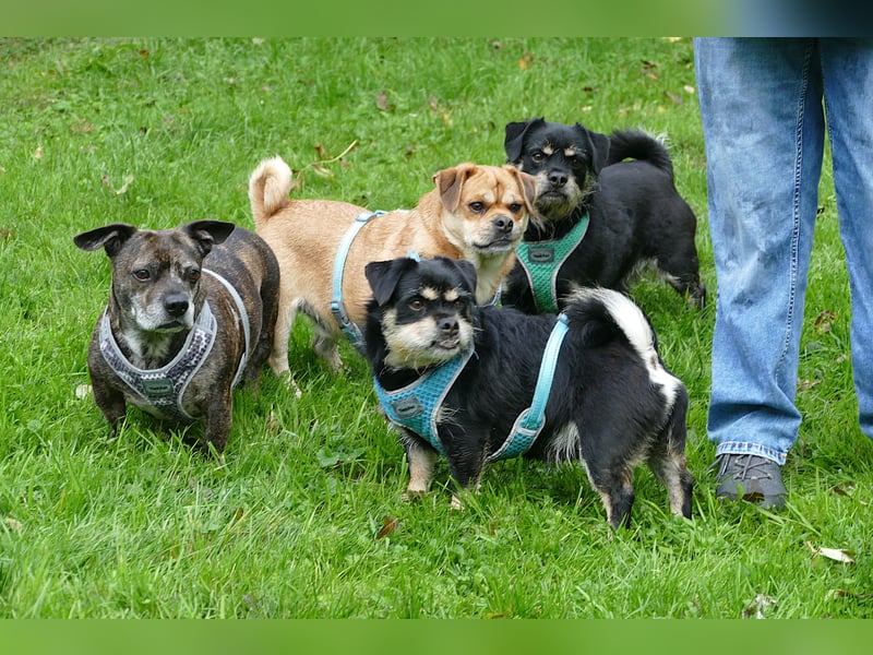 Fritz auf Pflegestelle in 88339 Bad Waldsee sucht sein Zuhause für Immer