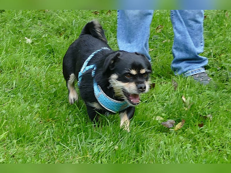 Fritz auf Pflegestelle in 88339 Bad Waldsee sucht sein Zuhause für Immer