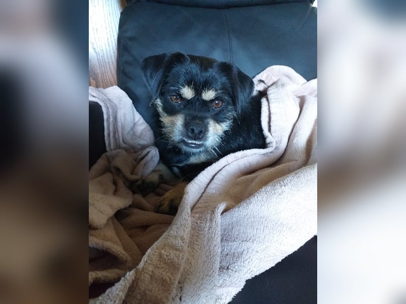 Fritz auf Pflegestelle in 88339 Bad Waldsee sucht sein Zuhause für Immer