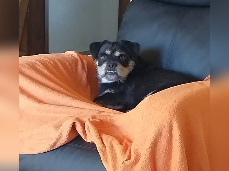 Fritz auf Pflegestelle in 88339 Bad Waldsee sucht sein Zuhause für Immer