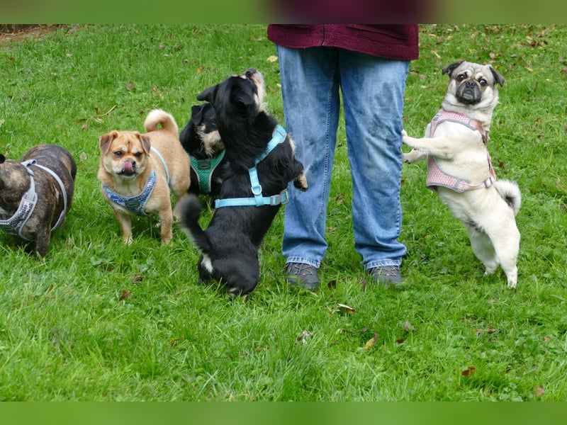 Fritz auf Pflegestelle in 88339 Bad Waldsee sucht sein Zuhause für Immer