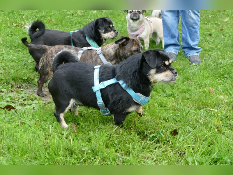 Fritz auf Pflegestelle in 88339 Bad Waldsee sucht sein Zuhause für Immer