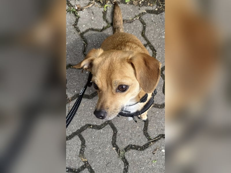 Bobby, 4 Jahre – Dackel-Chihuahua-Mischling sucht liebevolles Zuhause ❤️