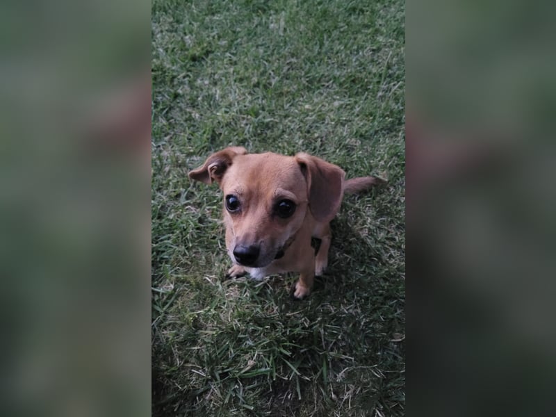 Bobby, 4 Jahre – Dackel-Chihuahua-Mischling sucht liebevolles Zuhause ❤️