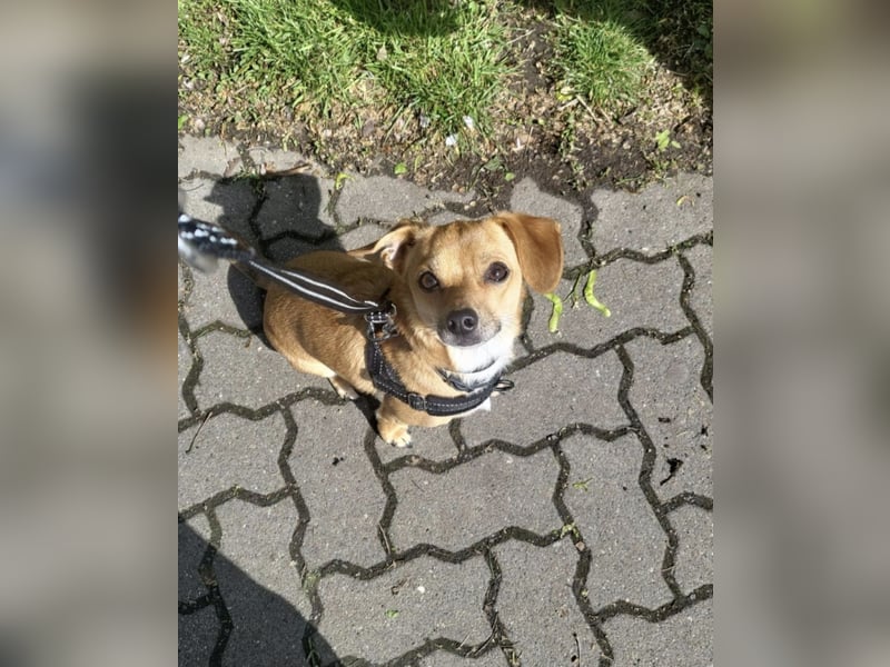 Bobby, 4 Jahre – Dackel-Chihuahua-Mischling sucht liebevolles Zuhause ❤️
