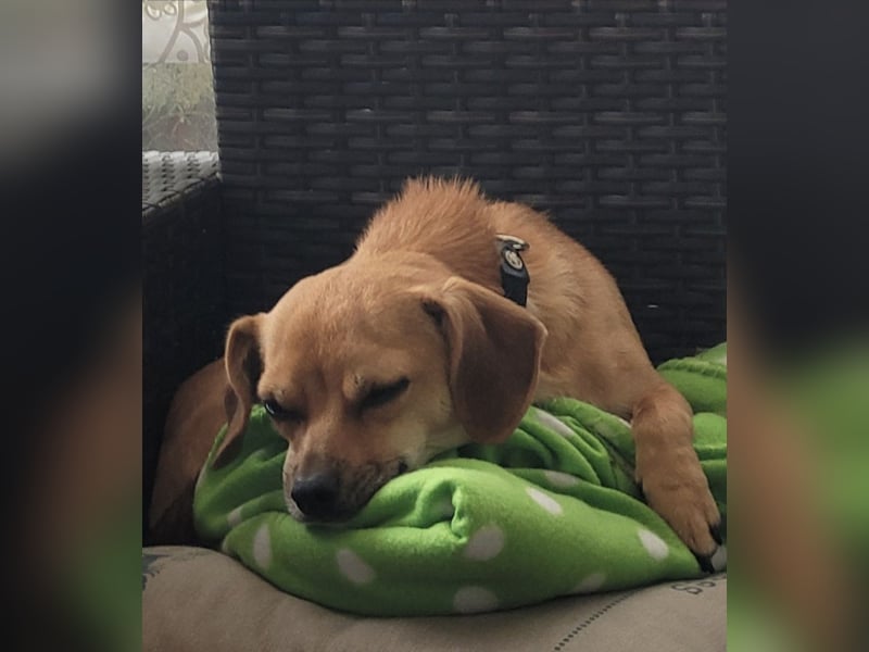 Bobby, 4 Jahre – Dackel-Chihuahua-Mischling sucht liebevolles Zuhause ❤️