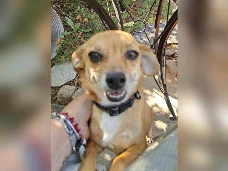 Bobby, 4 Jahre – Dackel-Chihuahua-Mischling sucht liebevolles Zuhause ❤️