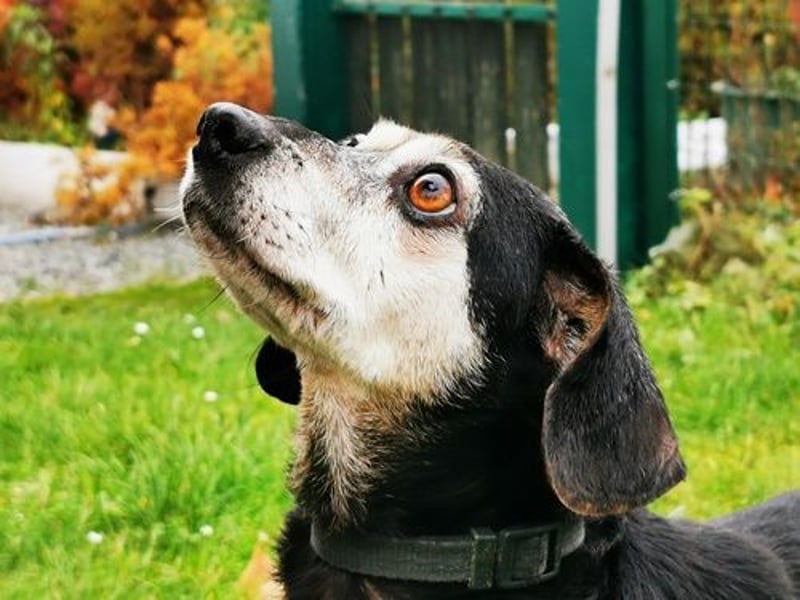 Bori, Dackel Beagle Mischling, geb. 2016, ein richtiger Goldschatz