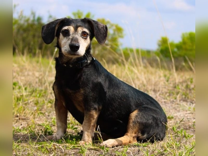 Bori, Dackel Beagle Mischling, geb. 2016, ein richtiger Goldschatz