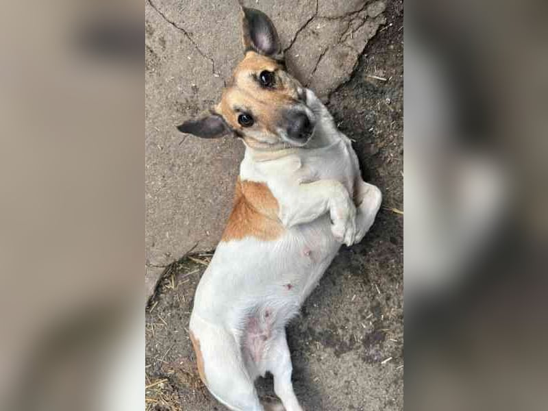 Peggy,Dackelmischling, geb. 2020, superliebe und verschmuste Hündin