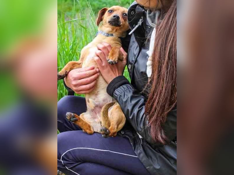 Bean, Chihuahua - Dackelmischling, geb. 2025, freundlich und verspielt
