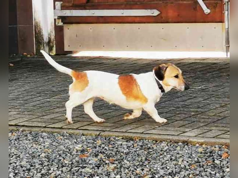 Peggy,Dackelmischling, geb. 2020, superliebe und verschmuste Hündin