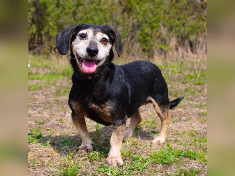 Bori, Dackel Beagle Mischling, geb. 2016, ein richtiger Goldschatz