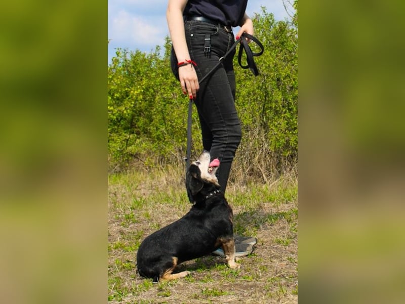 Bori, Dackel Beagle Mischling, geb. 2016, ein richtiger Goldschatz