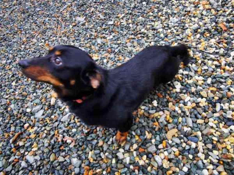 Turbo, Dackelmischling, geb. 2023, sehr lieb und anhänglich