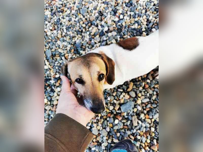 Peggy,Dackelmischling, geb. 2020, superliebe und verschmuste Hündin