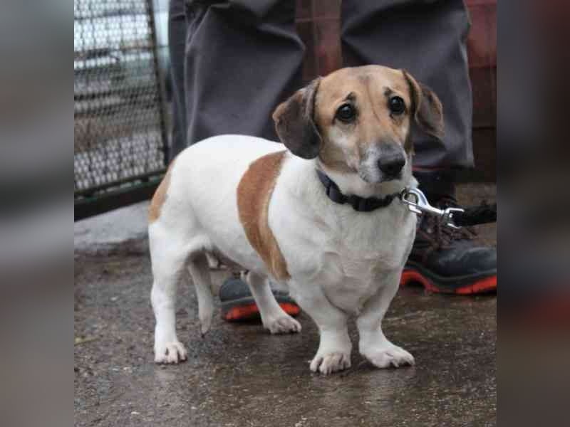 Peggy,Dackelmischling, geb. 2020, superliebe und verschmuste Hündin