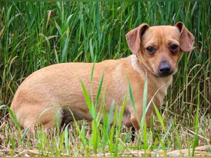 Bean, Chihuahua - Dackelmischling, geb. 2025, freundlich und verspielt