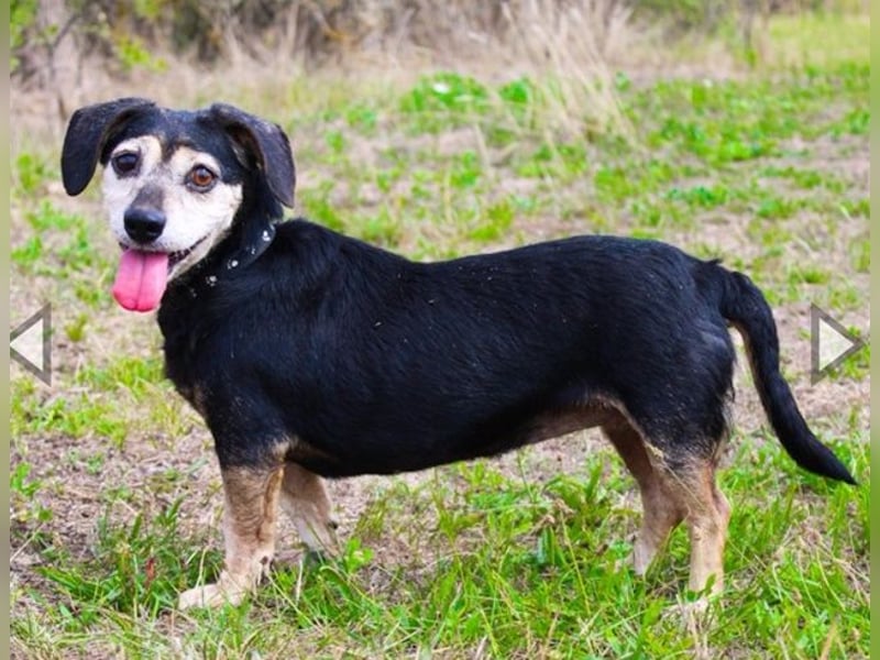 Bori, Dackel Beagle Mischling, geb. 2016, ein richtiger Goldschatz