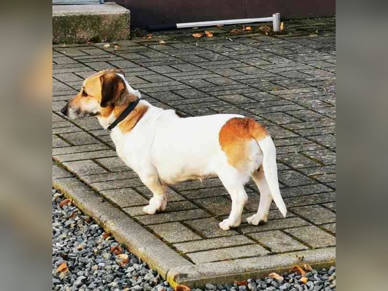 Peggy,Dackelmischling, geb. 2020, superliebe und verschmuste Hündin