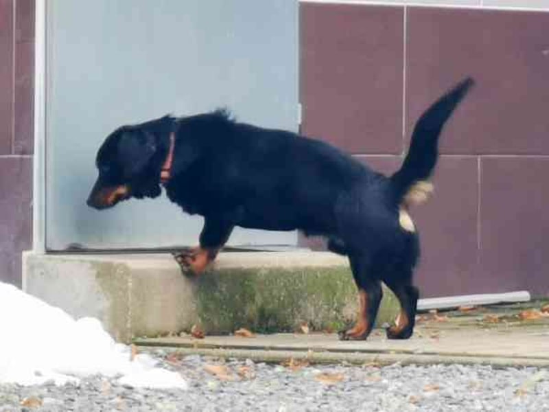 Turbo, Dackelmischling, geb. 2023, sehr lieb und anhänglich