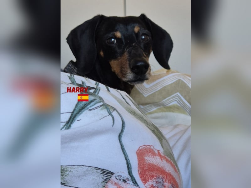 Harry,geb.01/15,Dackelrüde sucht seine Familie