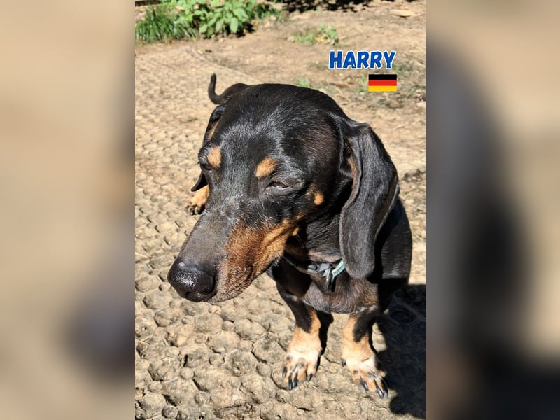 Harry,geb.01/15,Dackelrüde sucht seine Familie