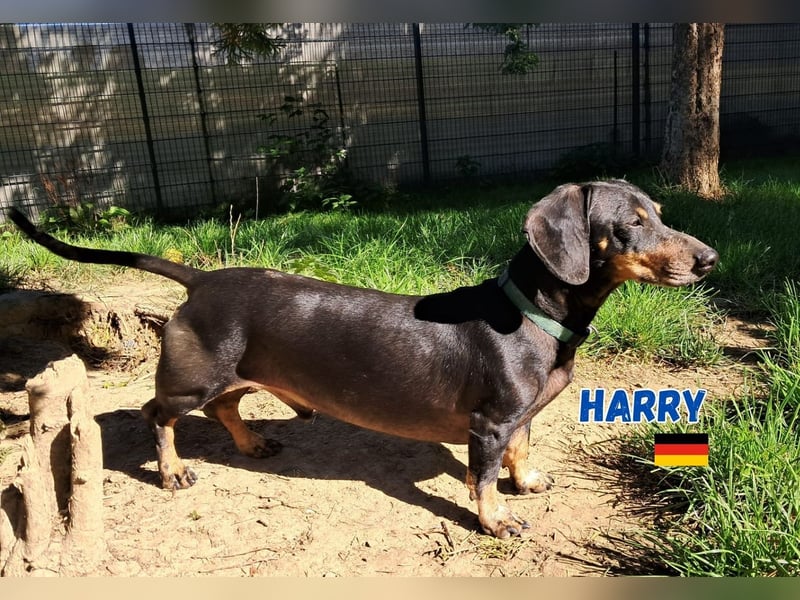 Harry,geb.01/15,Dackelrüde sucht seine Familie