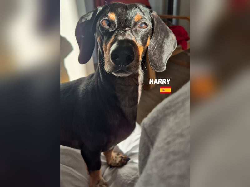Harry,geb.01/15,Dackelrüde sucht seine Familie