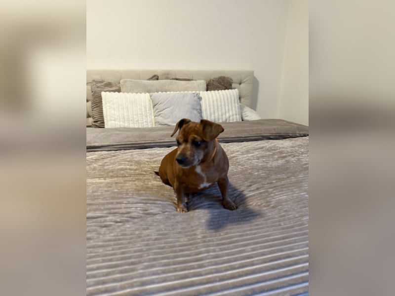 Meine Mutter muss leider ihren Dackel abgeben