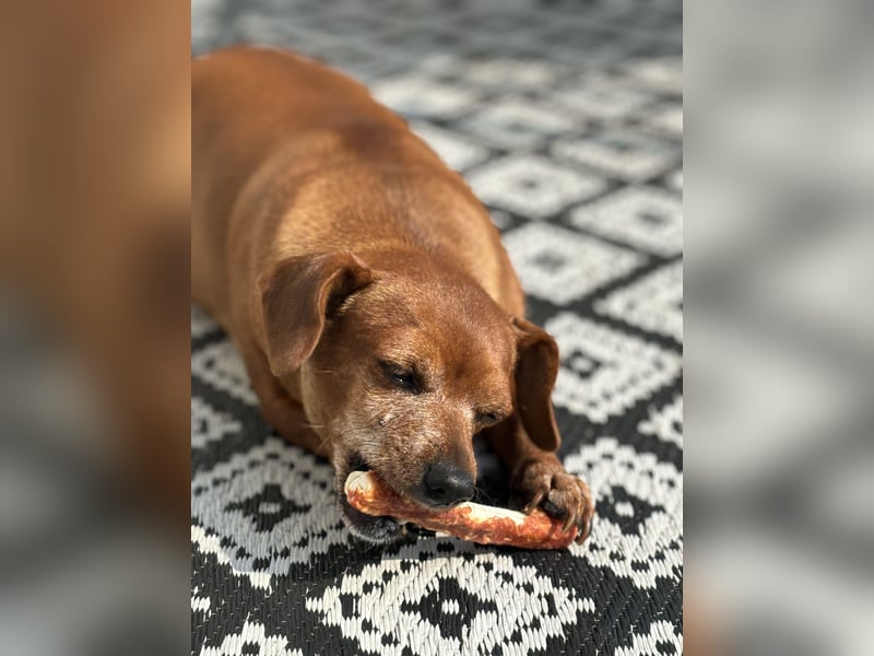 Meine Mutter muss leider ihren Dackel abgeben