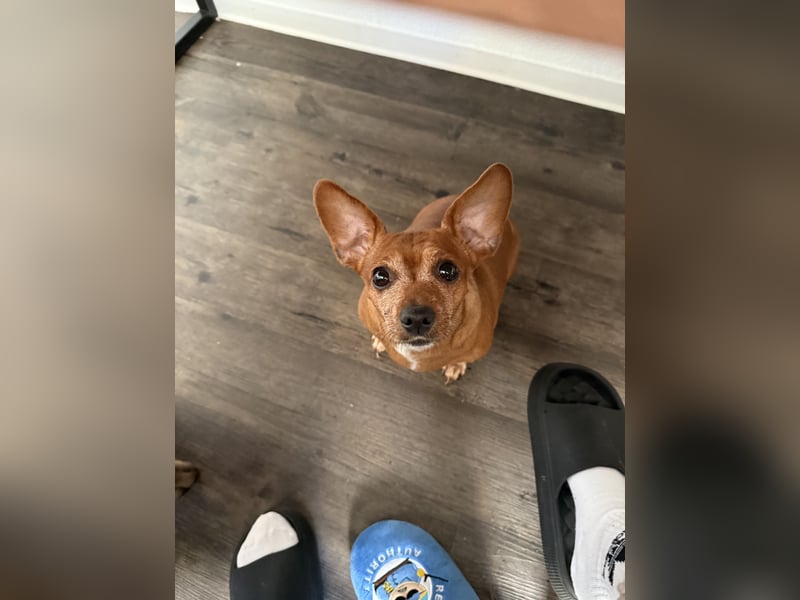 Meine Mutter muss leider ihren Dackel abgeben