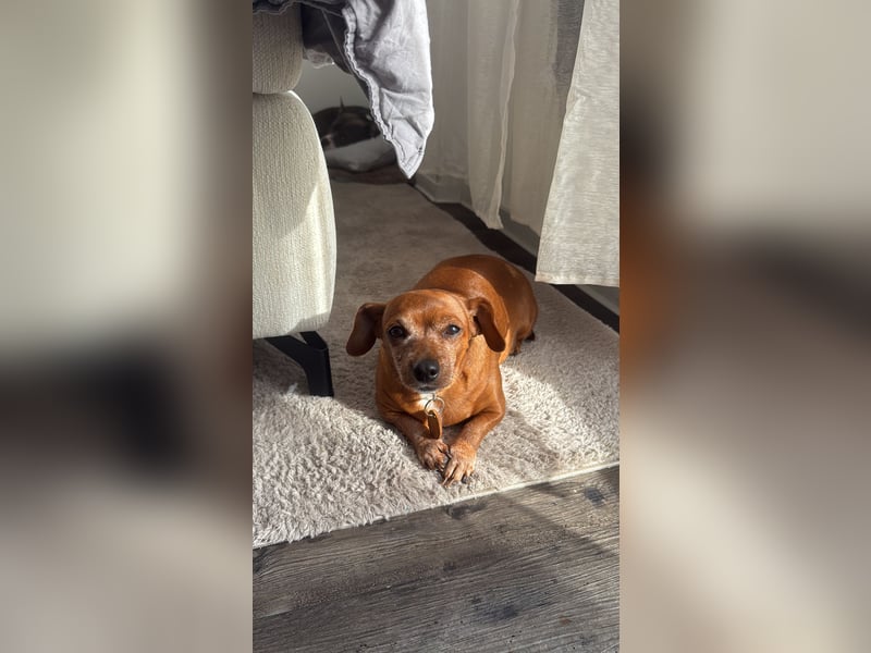 Meine Mutter muss leider ihren Dackel abgeben