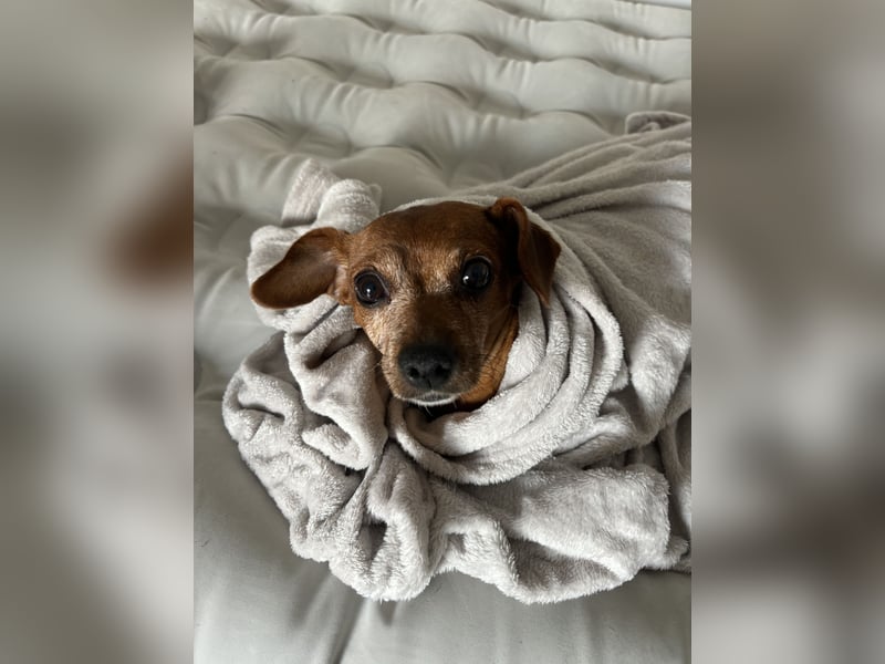 Meine Mutter muss leider ihren Dackel abgeben