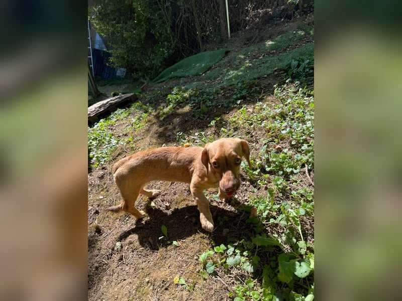 Ilse: Kleine Kämpferin sucht Geborgenheit Ilse: Kleine Kämpferin sucht Geborgenheit