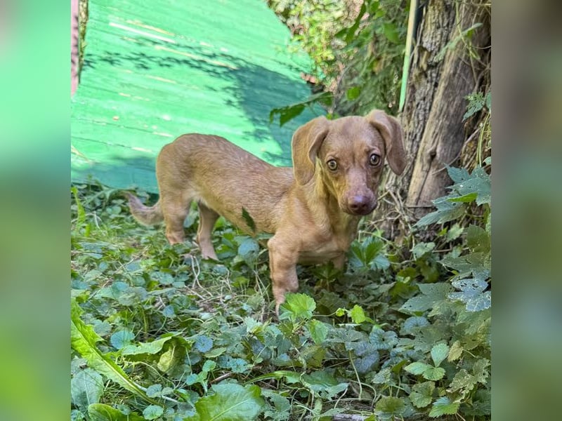 Ilse: Kleine Kämpferin sucht Geborgenheit Ilse: Kleine Kämpferin sucht Geborgenheit
