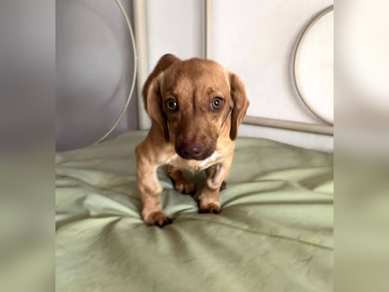 Ilse: Kleine Kämpferin sucht Geborgenheit Ilse: Kleine Kämpferin sucht Geborgenheit