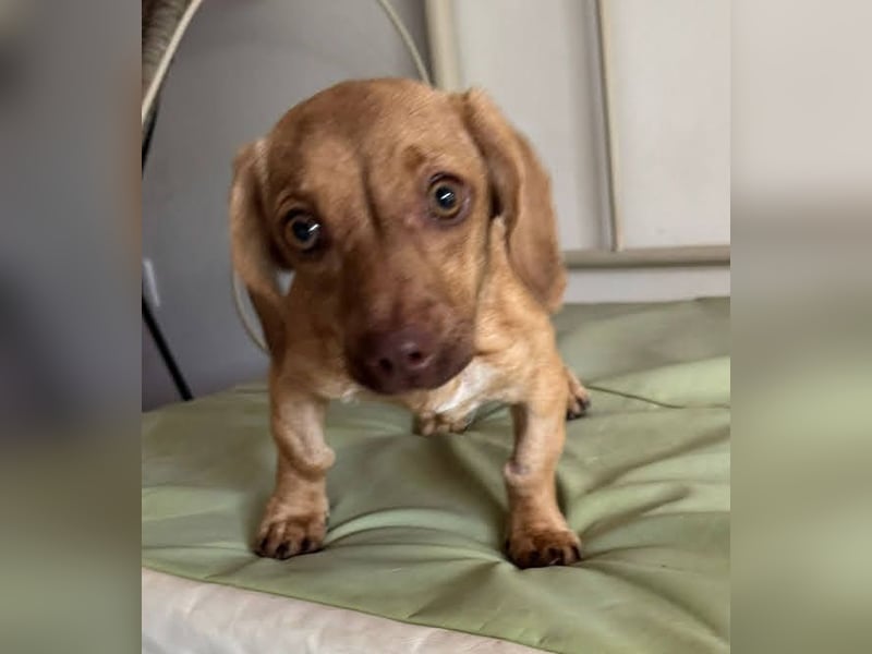 Ilse: Kleine Kämpferin sucht Geborgenheit Ilse: Kleine Kämpferin sucht Geborgenheit