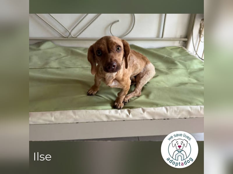 Ilse: Kleine Kämpferin sucht Geborgenheit Ilse: Kleine Kämpferin sucht Geborgenheit