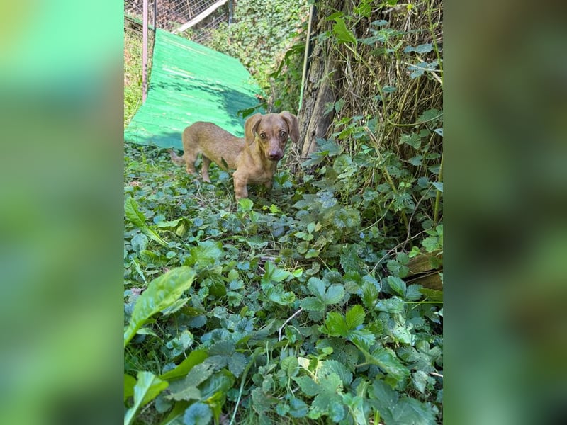 Ilse: Kleine Kämpferin sucht Geborgenheit Ilse: Kleine Kämpferin sucht Geborgenheit