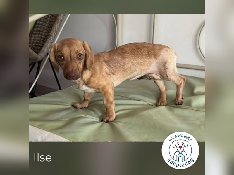 Ilse: Kleine Kämpferin sucht Geborgenheit Ilse: Kleine Kämpferin sucht Geborgenheit
