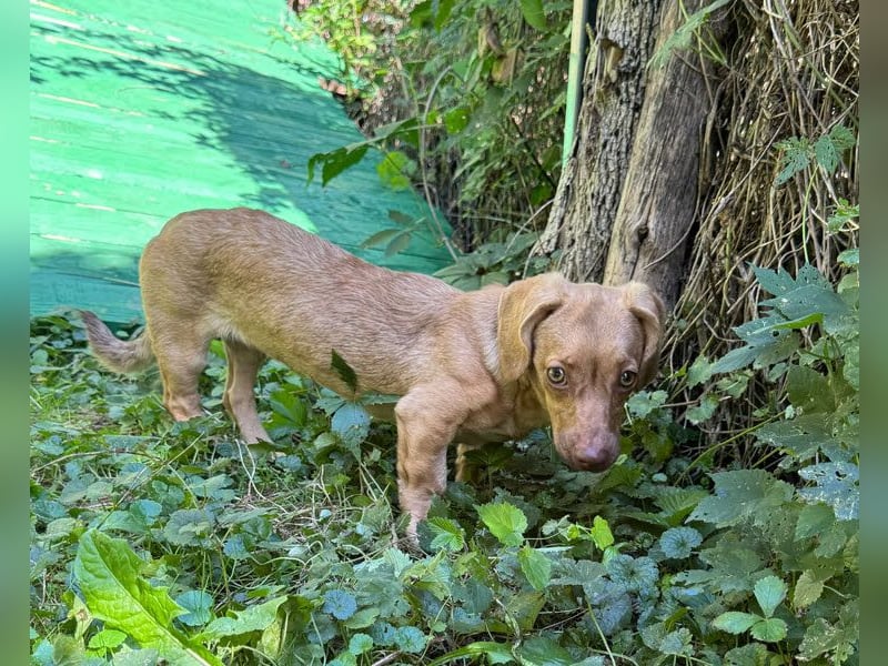 Ilse: Kleine Kämpferin sucht Geborgenheit Ilse: Kleine Kämpferin sucht Geborgenheit