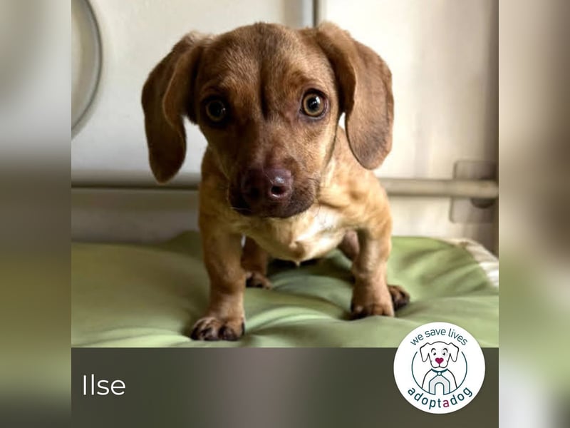 Ilse: Kleine Kämpferin sucht Geborgenheit Ilse: Kleine Kämpferin sucht Geborgenheit