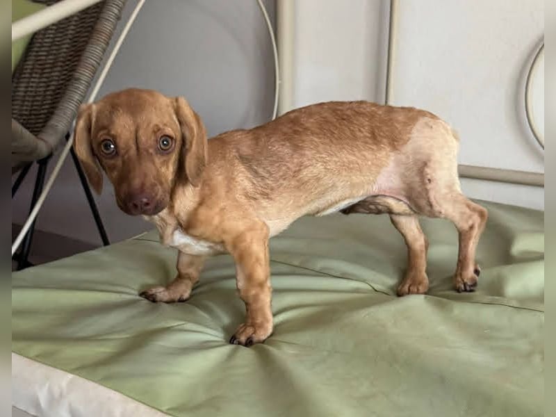 Ilse: Kleine Kämpferin sucht Geborgenheit Ilse: Kleine Kämpferin sucht Geborgenheit