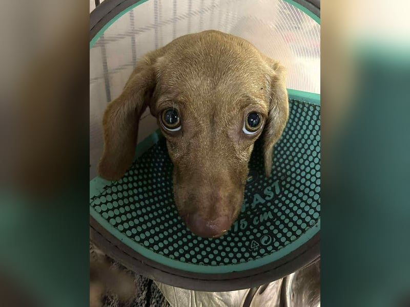 Ilse: Kleine Kämpferin sucht Geborgenheit Ilse: Kleine Kämpferin sucht Geborgenheit
