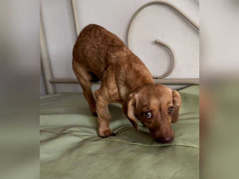 Ilse: Kleine Kämpferin sucht Geborgenheit Ilse: Kleine Kämpferin sucht Geborgenheit