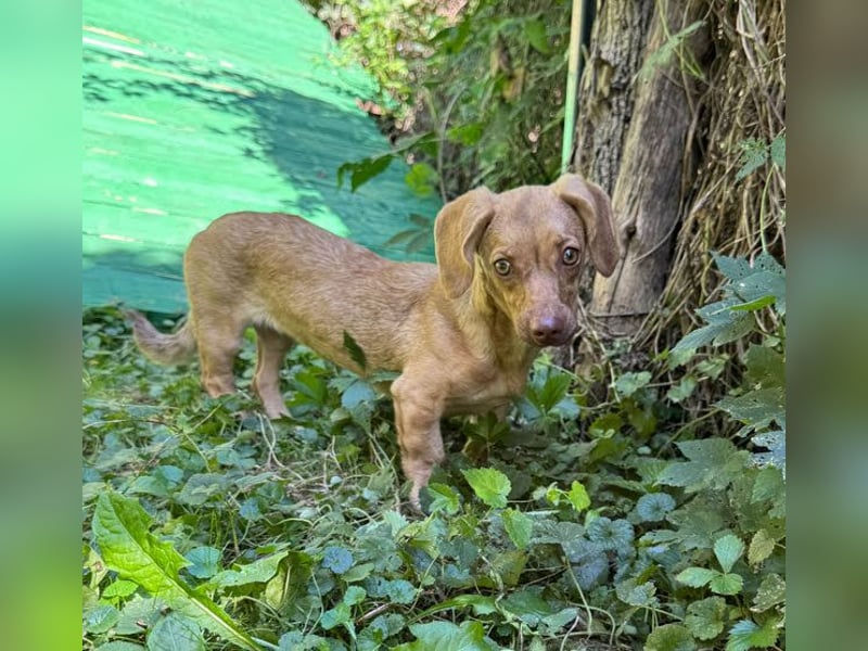 Ilse: Kleine Kämpferin sucht Geborgenheit Ilse: Kleine Kämpferin sucht Geborgenheit