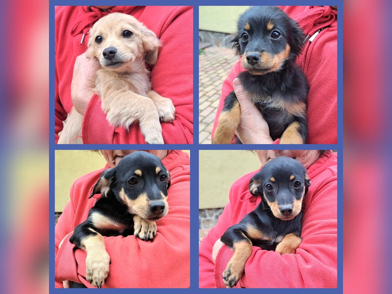 Kleinbleibende Welpen möchten Rumänien schnell verlassen