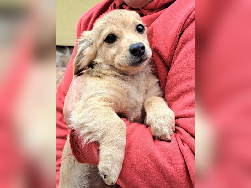 Kleinbleibende Welpen möchten Rumänien schnell verlassen