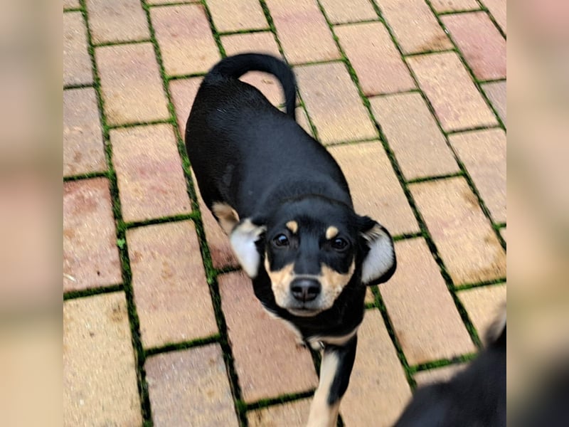 Kleinbleibendes Welpenmädel möchten Rumänien schnell verlassen